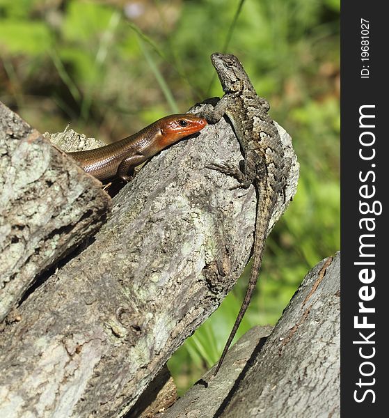 Two lizards, a male five-lined skink and fence lizard thermoregulate by sharing a sunny spot on a backyard woodpile. Two lizards, a male five-lined skink and fence lizard thermoregulate by sharing a sunny spot on a backyard woodpile.