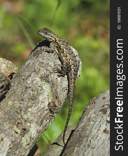 A fence lizard thermoregulates by basking on a woodpile in the morning sun. A fence lizard thermoregulates by basking on a woodpile in the morning sun.