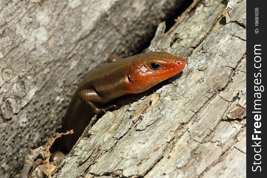 Sunbathing Five-lined Skink