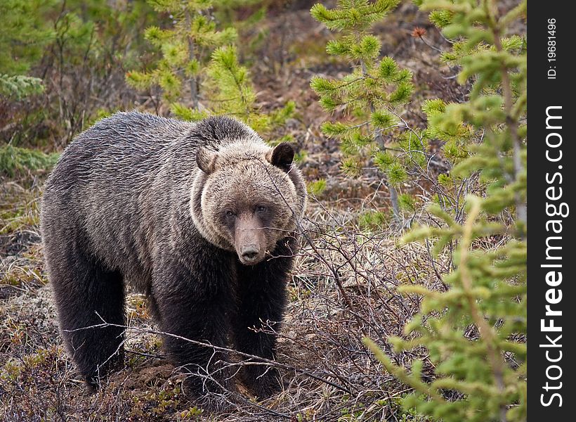 Grizzly bear in Banff national park