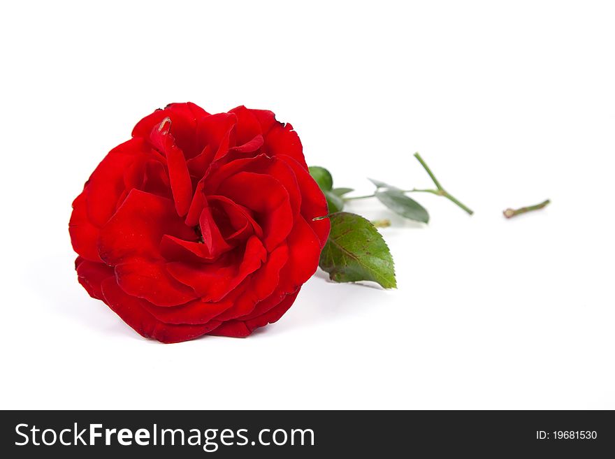 Red Rose with stem cut into pieces on a white background. Red Rose with stem cut into pieces on a white background.