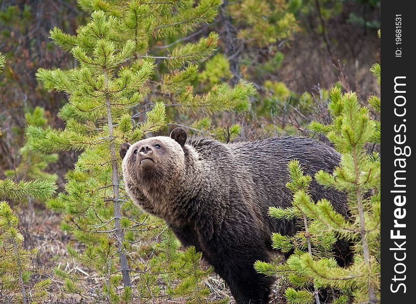 Grizzly bear in Banff national park