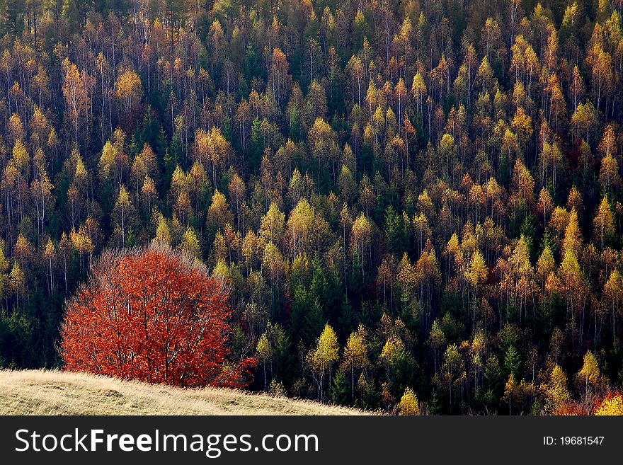 A red tree in front of a birch forest, in autumn. A red tree in front of a birch forest, in autumn