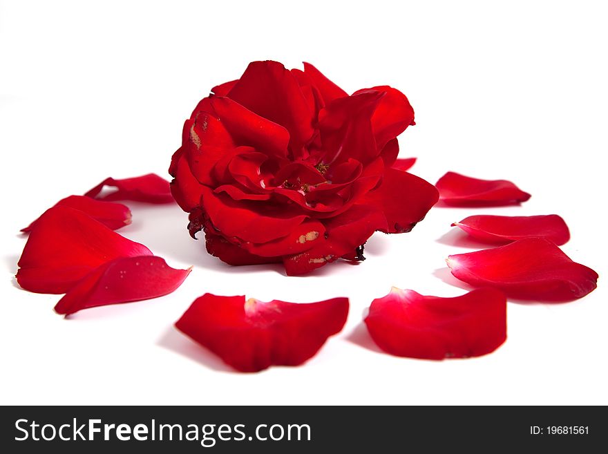 Red Rose petals arranged around a rose head on a white background. Red Rose petals arranged around a rose head on a white background.