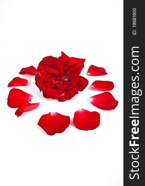 Red Rose petals arranged around a rose head on a white background. Red Rose petals arranged around a rose head on a white background.