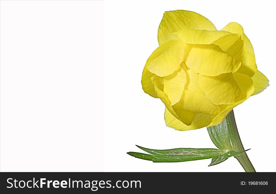 Yellow spring flower on a white background. Isolated.