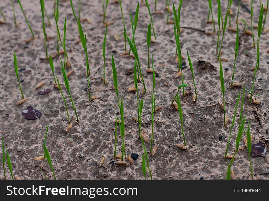 Rice growing in paddy fields in Thailand. Rice growing in paddy fields in Thailand