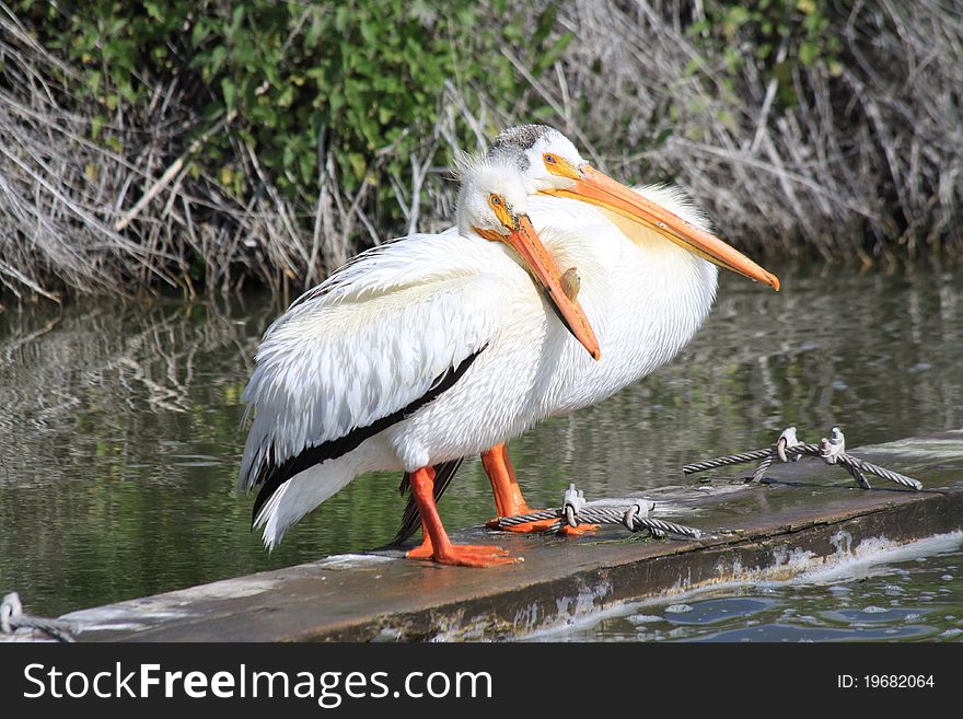 White Pelicans resting on a concrete platform beside a drainage canal beside a lake in Oregon. White Pelicans resting on a concrete platform beside a drainage canal beside a lake in Oregon.