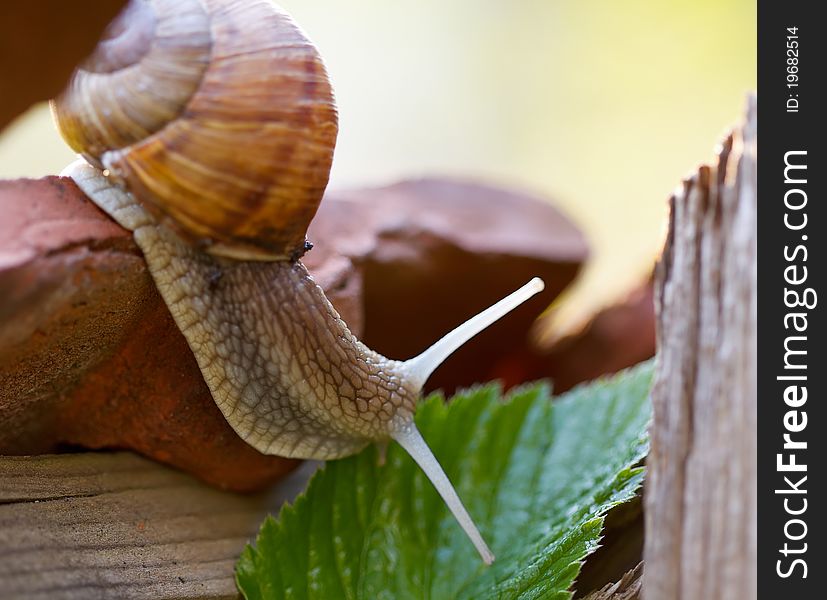 A garden snail is reaching a green leaf