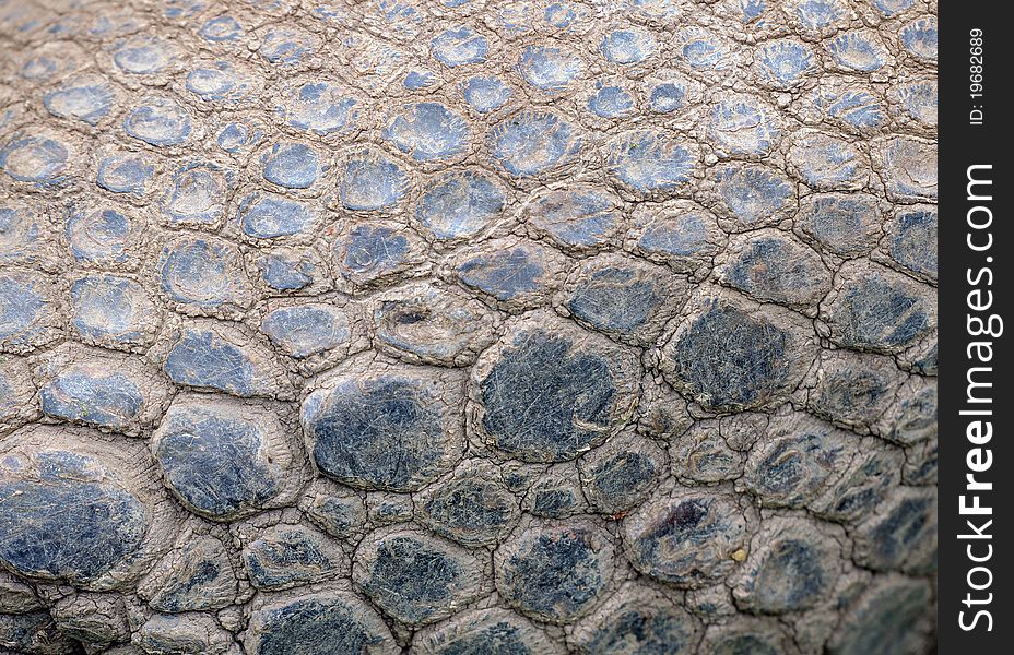 The rough texture of a giant tortoise. The rough texture of a giant tortoise