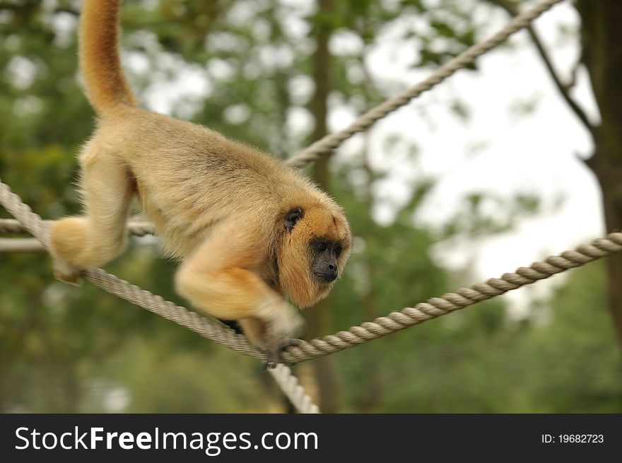 Photo of a captive Howler monkey