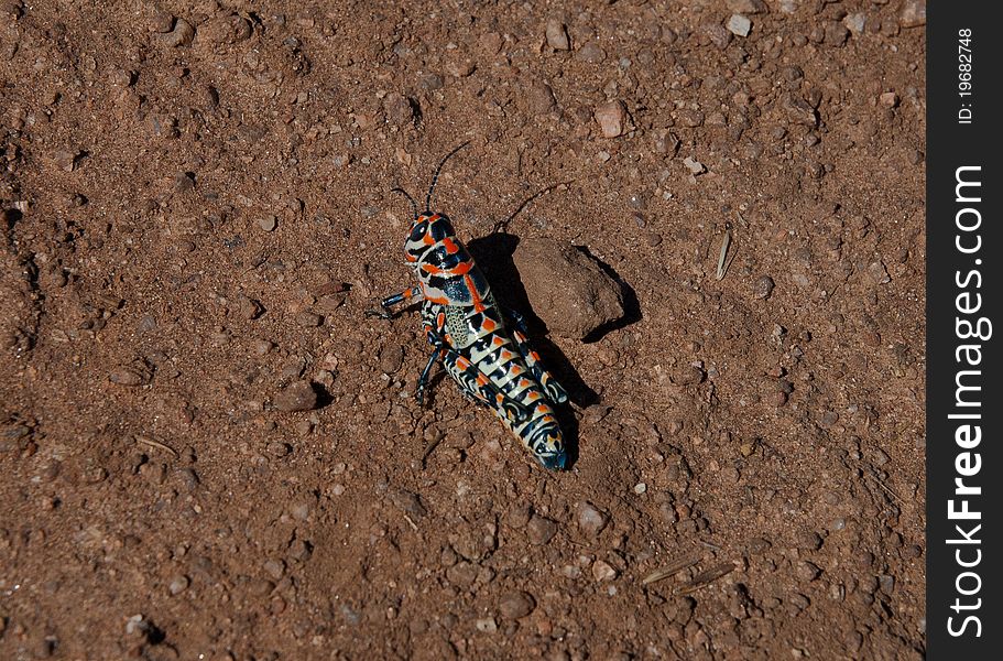 Painted female grasshopper on dirt path. Painted female grasshopper on dirt path