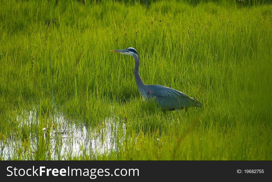 Heron Stalking in the Grass
