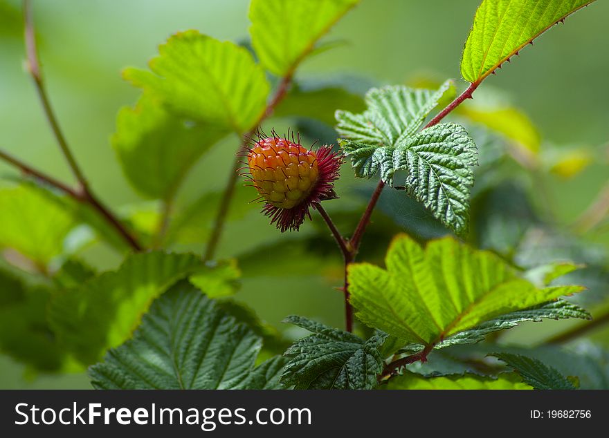 Ripening raspberry surround by leaves. Ripening raspberry surround by leaves