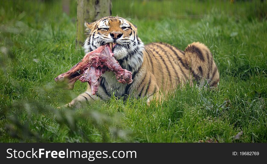 The Siberian tiger (Panthera tigris altaica)