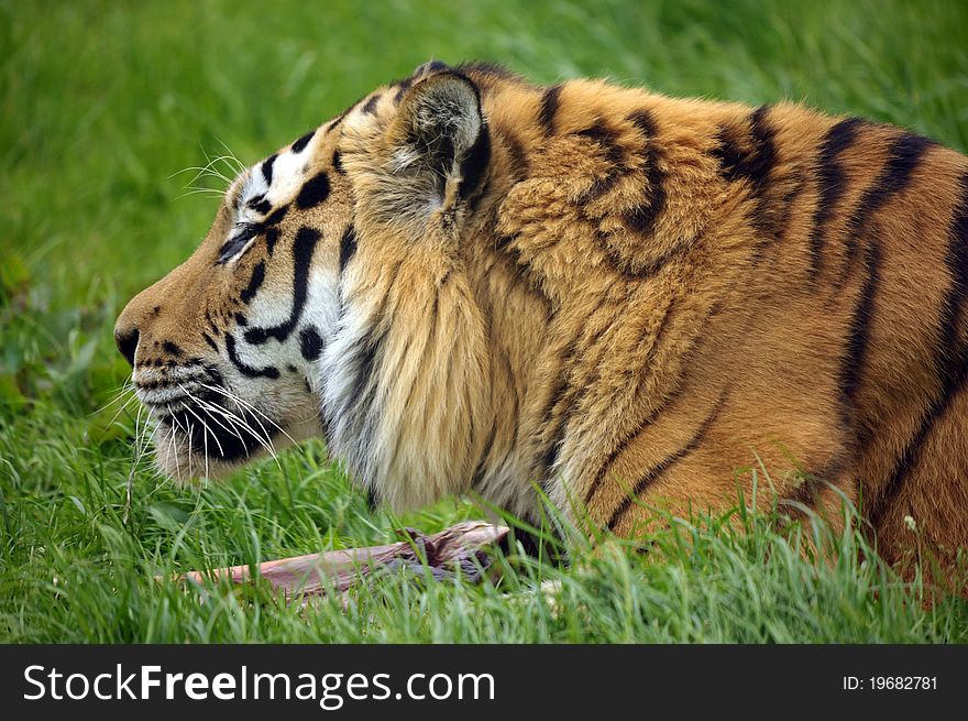 The Siberian tiger (Panthera tigris altaica)