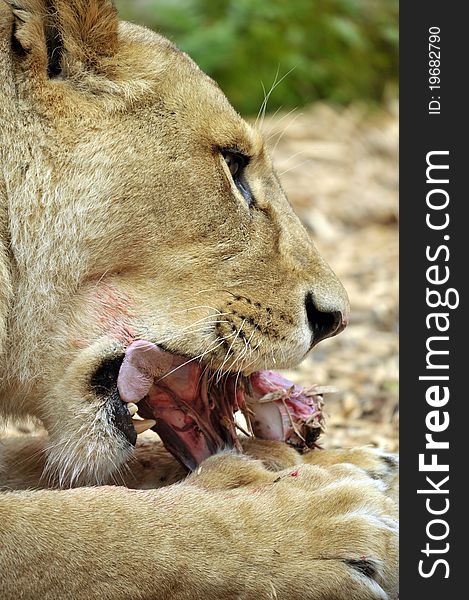 Female Lion at feeding time