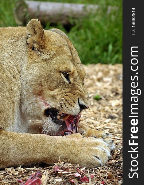 Female Lion at feeding time