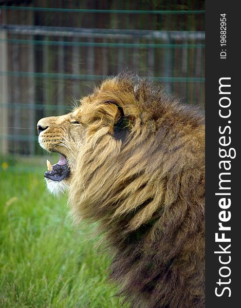Photo of a captive male lion in a zoo