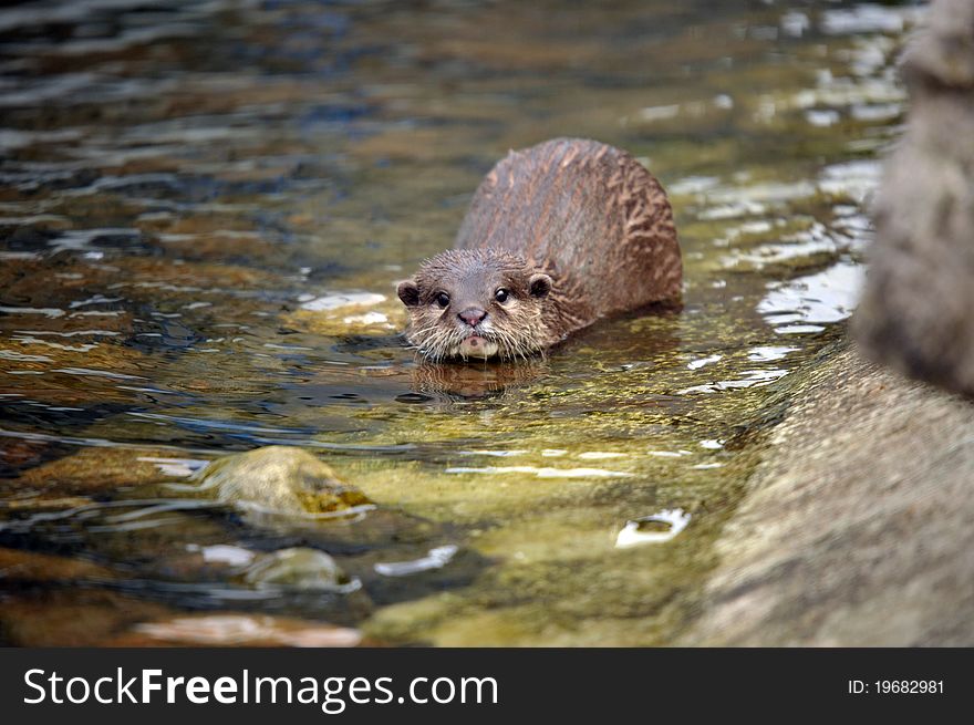 Photo of a beautiful Otters sat at the riverside