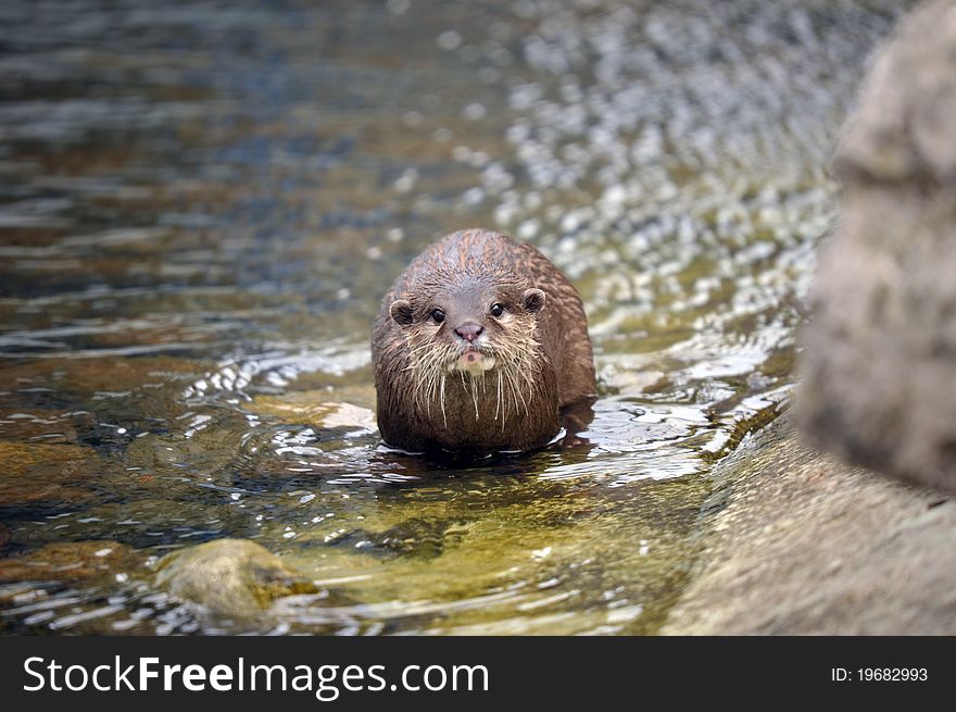 Photo of a beautiful Otter at the riverside