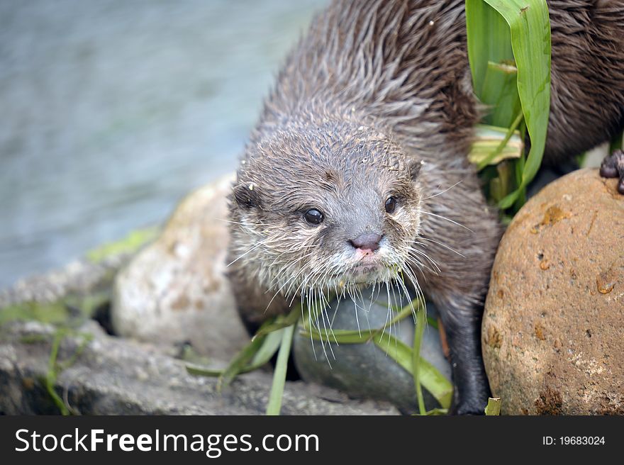 Photo of a beautiful Otter at the riverside