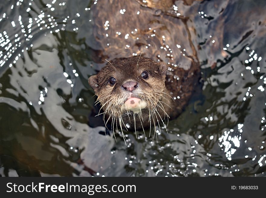 Photo of a beautiful Otter at the riverside