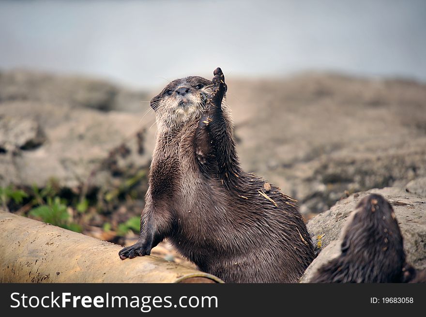 Photo of a beautiful Otter at the riverside