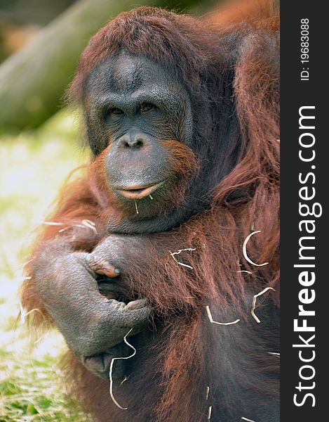 Photo of a captive orangutang in Black pool zoo