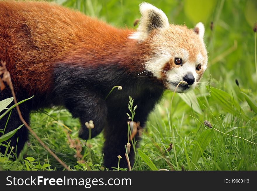 A photo of the beautiful rare and endangered Red Panda. A photo of the beautiful rare and endangered Red Panda