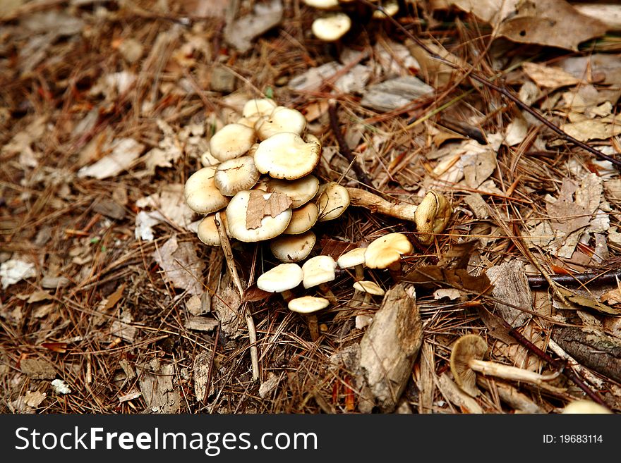 Mushroom in the maudslay state park