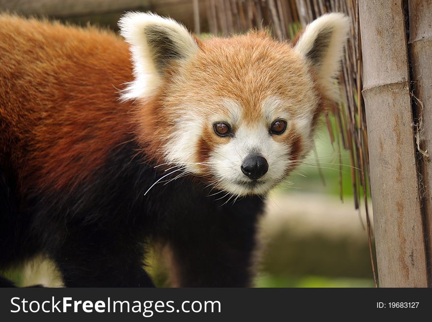 Beautiful Red Panda