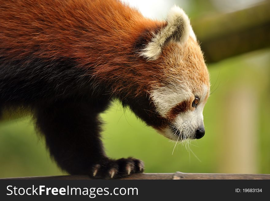 A photo of the beautiful rare and endangered Red Panda. A photo of the beautiful rare and endangered Red Panda