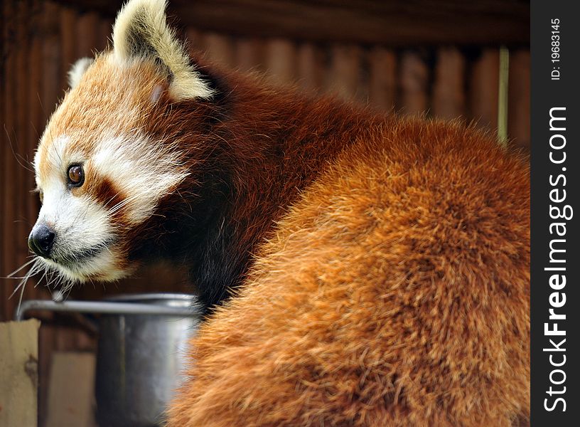 A photo of the beautiful rare and endangered Red Panda. A photo of the beautiful rare and endangered Red Panda