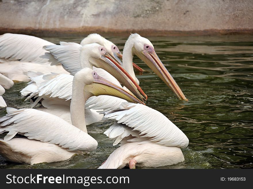 Photo of a group of pelicans at feeding time