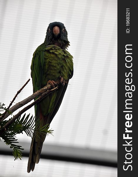 Photo of a captive exotic parrot type bird