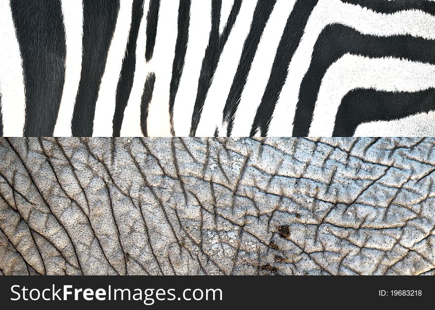 Texture of Zebra and Elephant