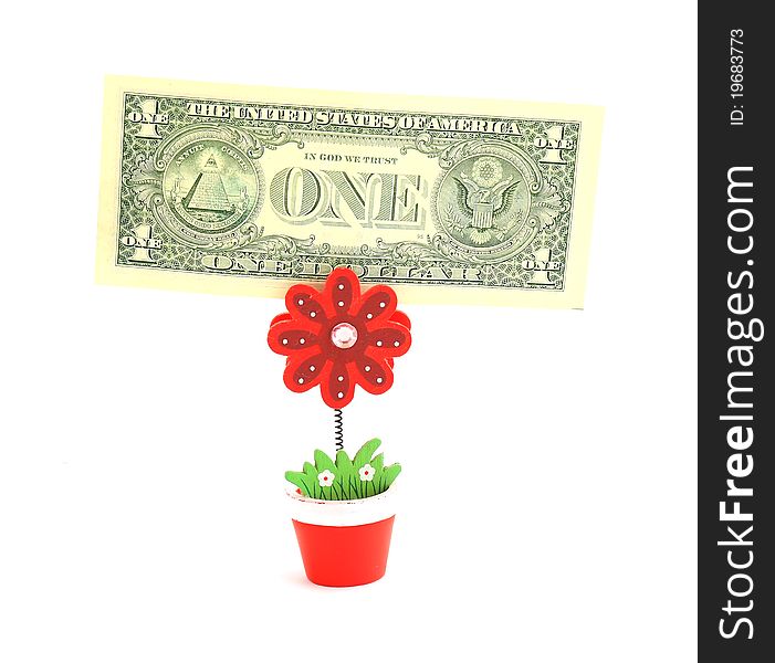 Money Tree,   Isolated On White.