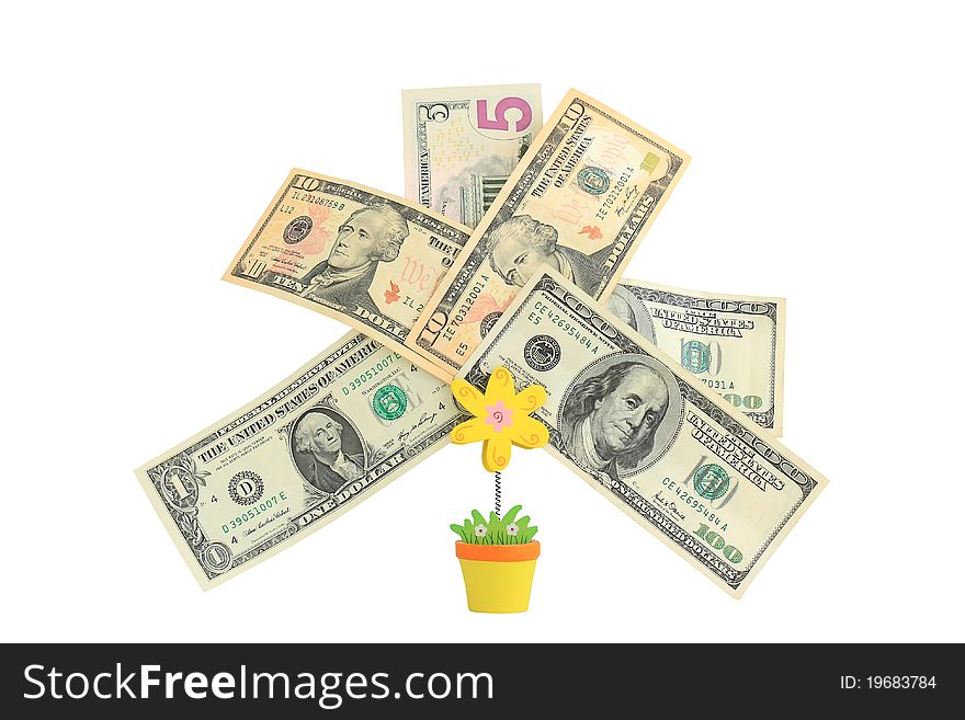 Money tree,   Isolated on white.