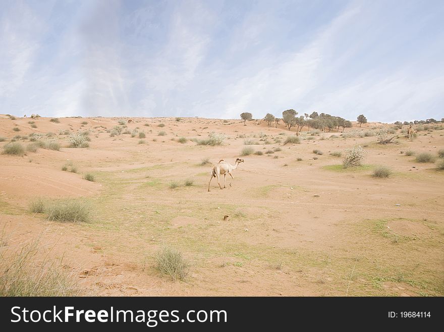 Lonely camel moving in the desert. Lonely camel moving in the desert