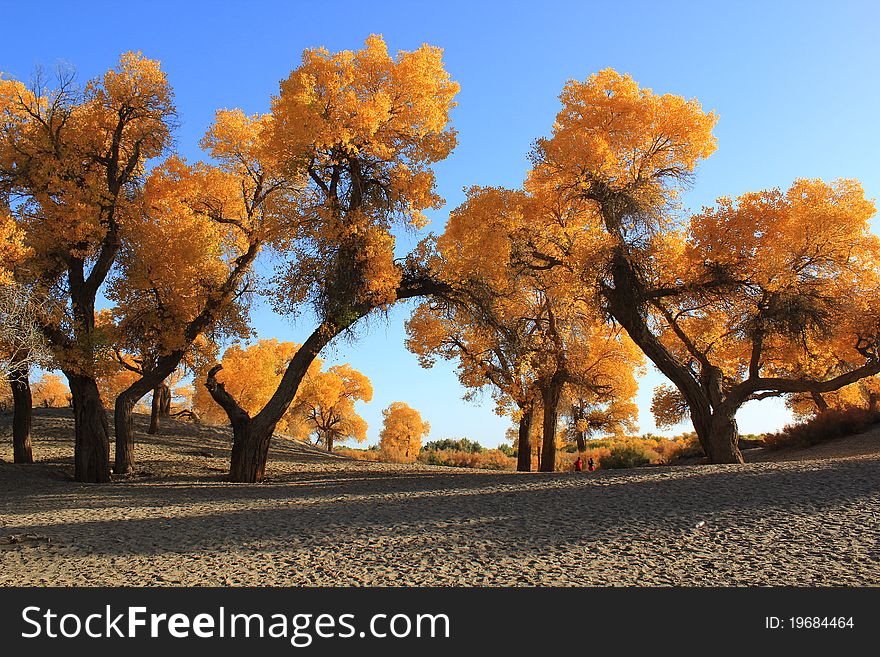 Golden poplars in the desert. Golden poplars in the desert