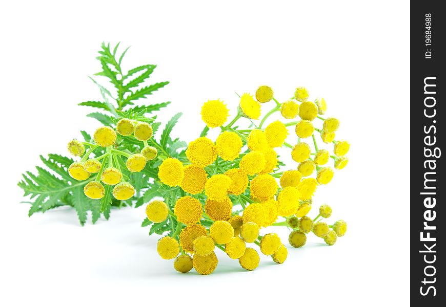 Flowers of tansy, isolated on a white background. Tanacetum