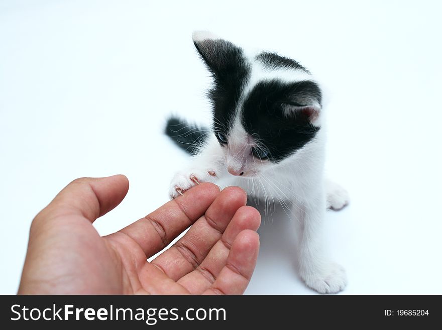 Cute kitten playing with hand
