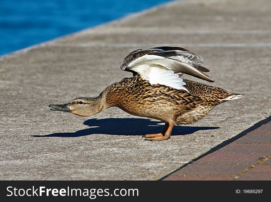 A duck at the quayside.