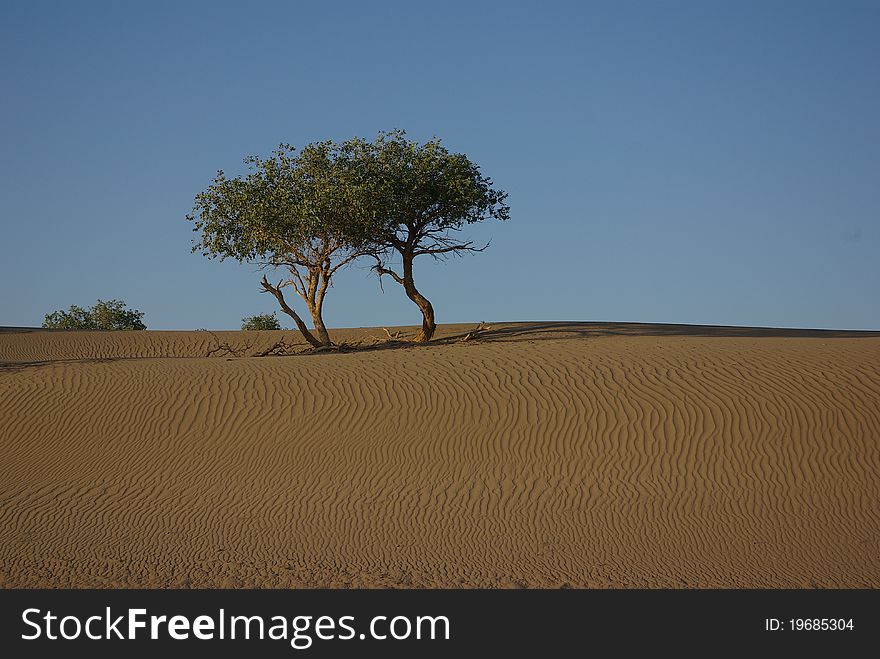 Trees in desert at sunrise