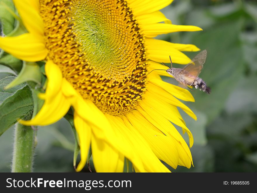 Bee suck honey in sunflower. Bee suck honey in sunflower