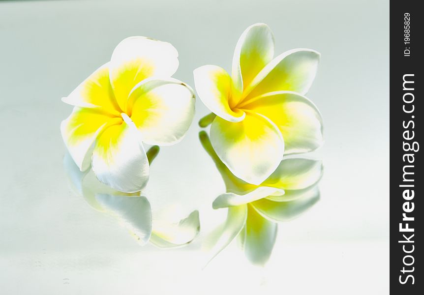Frangipani on white background . an originate flower in asia.