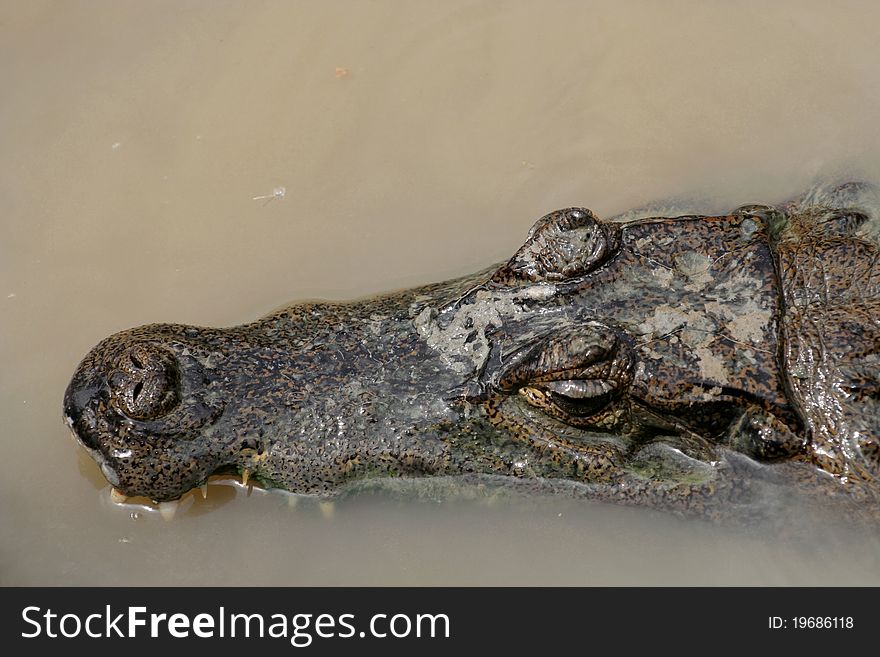 Caiman crocodile resting in a pond, Peru, South America. Caiman crocodile resting in a pond, Peru, South America