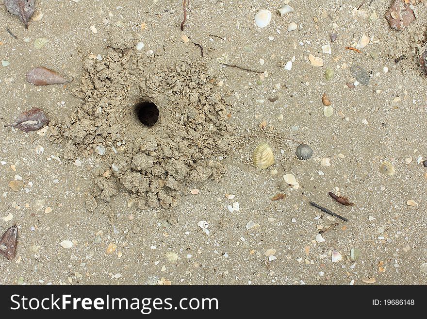 Hole and sand droppings caused by ghost crab. Hole and sand droppings caused by ghost crab