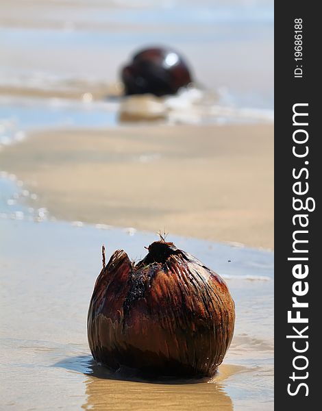 Wet coconut on the beach